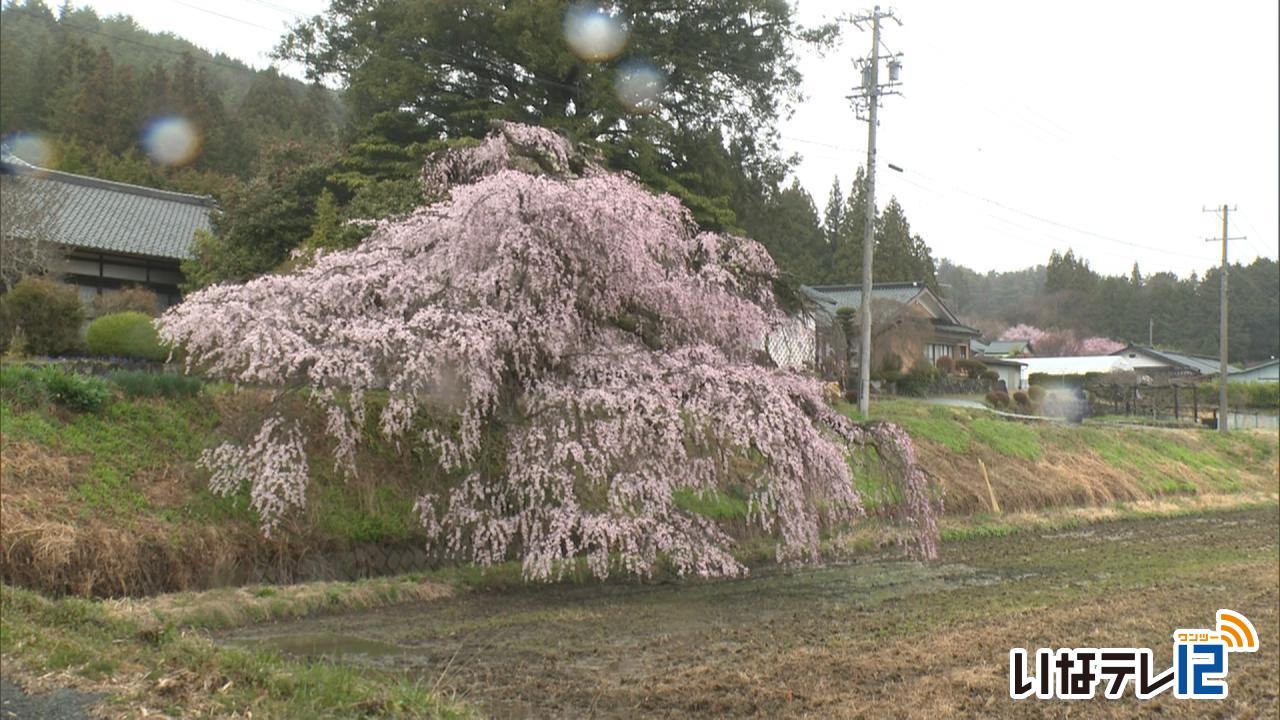 西春近の宮の原の枝垂れ桜が見ごろ
