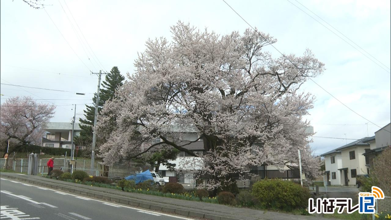 北殿のエドヒガンザクラ見頃