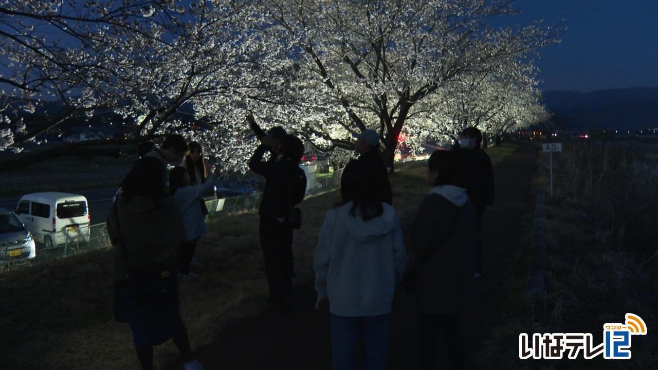 三峰川堤防　桜並木ライトアップ