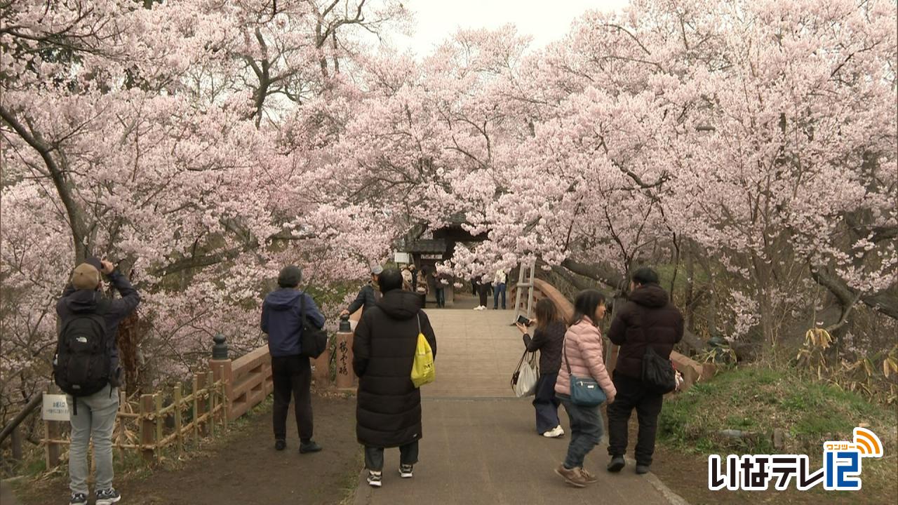 経済・産業・観光｜高遠城址　満開後初の週末