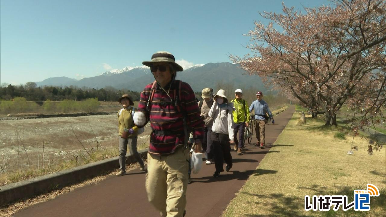 高遠城址公園目指しウォーキング　三峰川の桜めぐりツアー