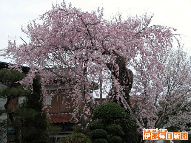 桜の名所が次々と満開