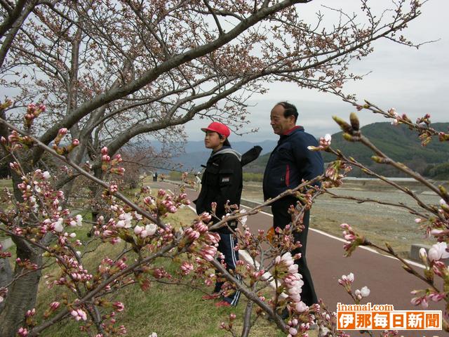 伊那市美篶の青島堤防の桜並木に学ぶ