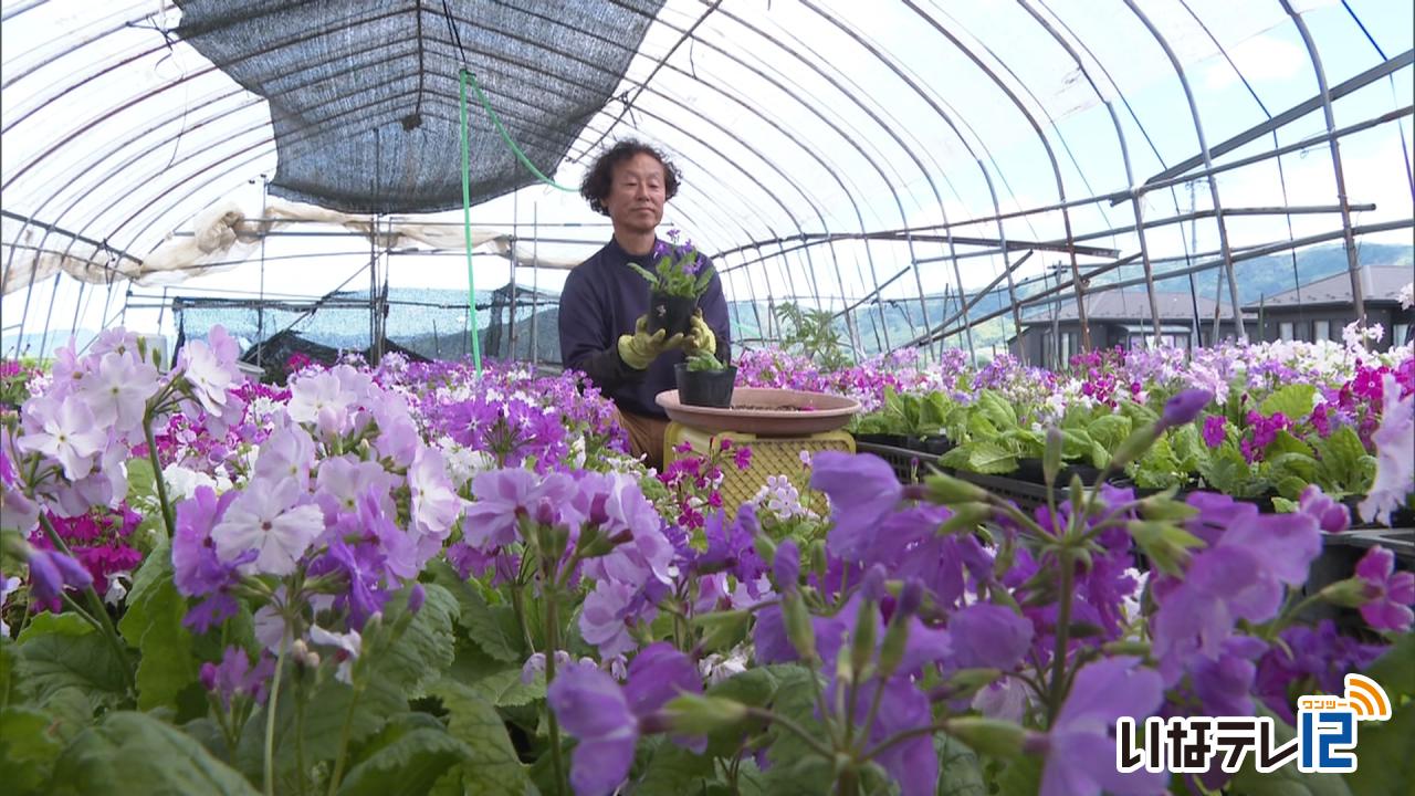 小池忠良さん サクラソウを栽培