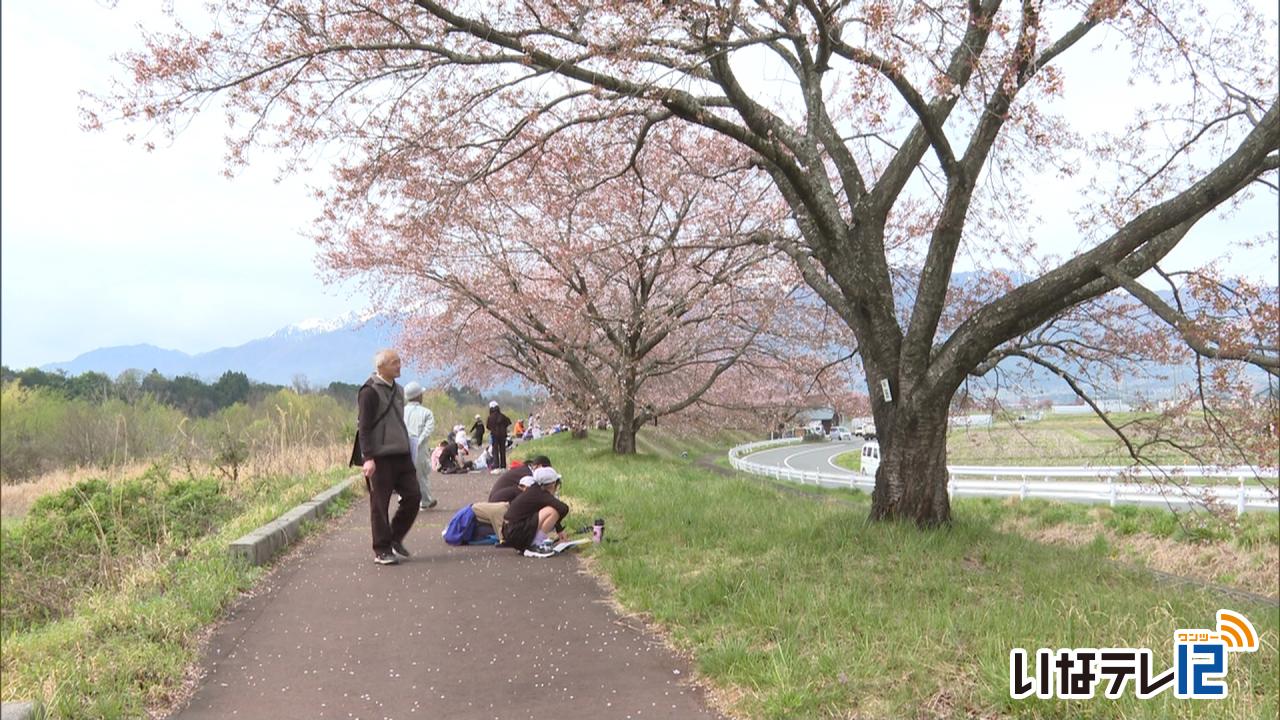 美篶小学校　春の桜並木活動