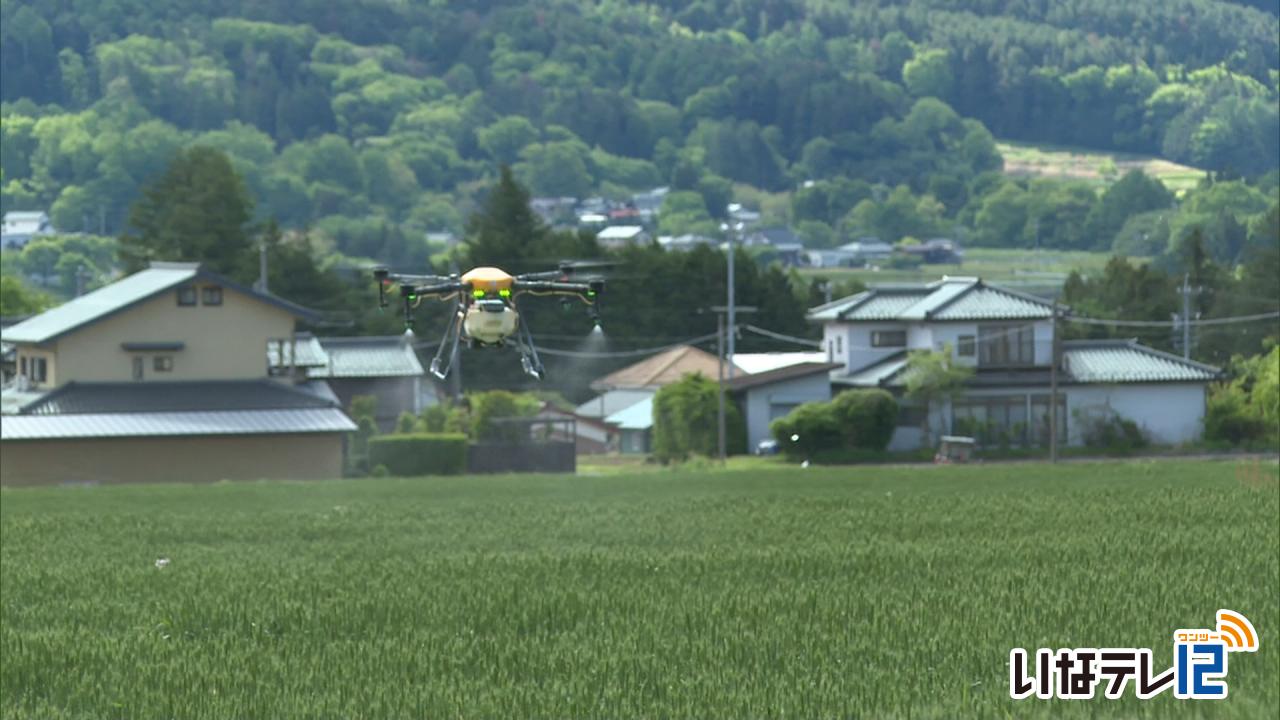 ドローンで小麦の赤カビ防除