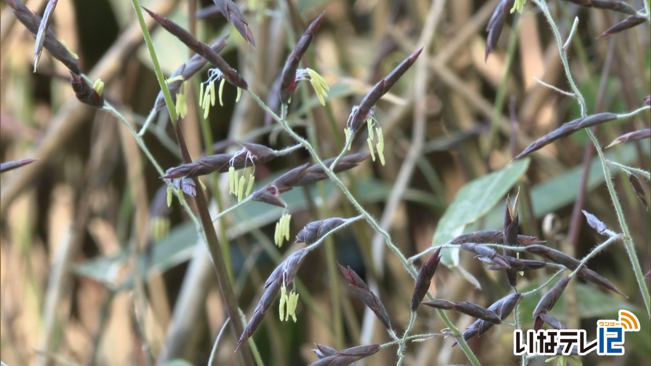 手良　１２０年ぶりにスズタケの花が咲く
