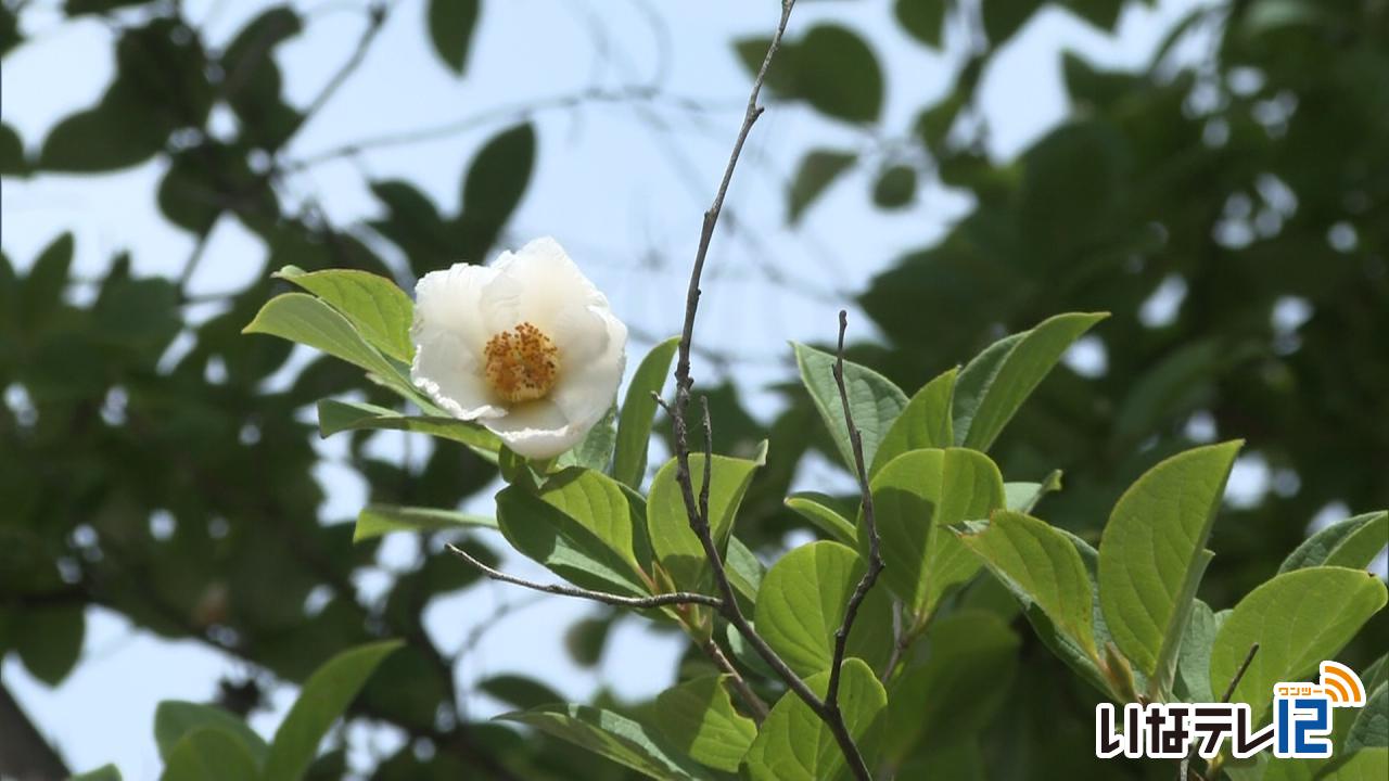 最高気温30．7度　伊那文化会館で夏椿見ごろ