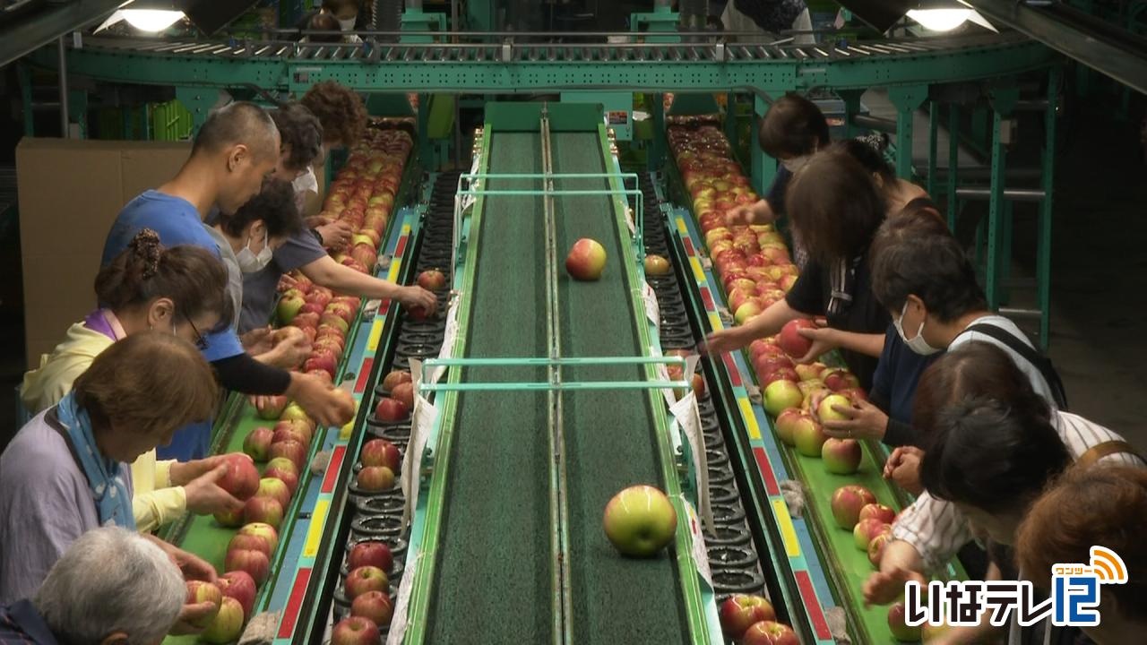 りんご「サンつがる」出荷作業
