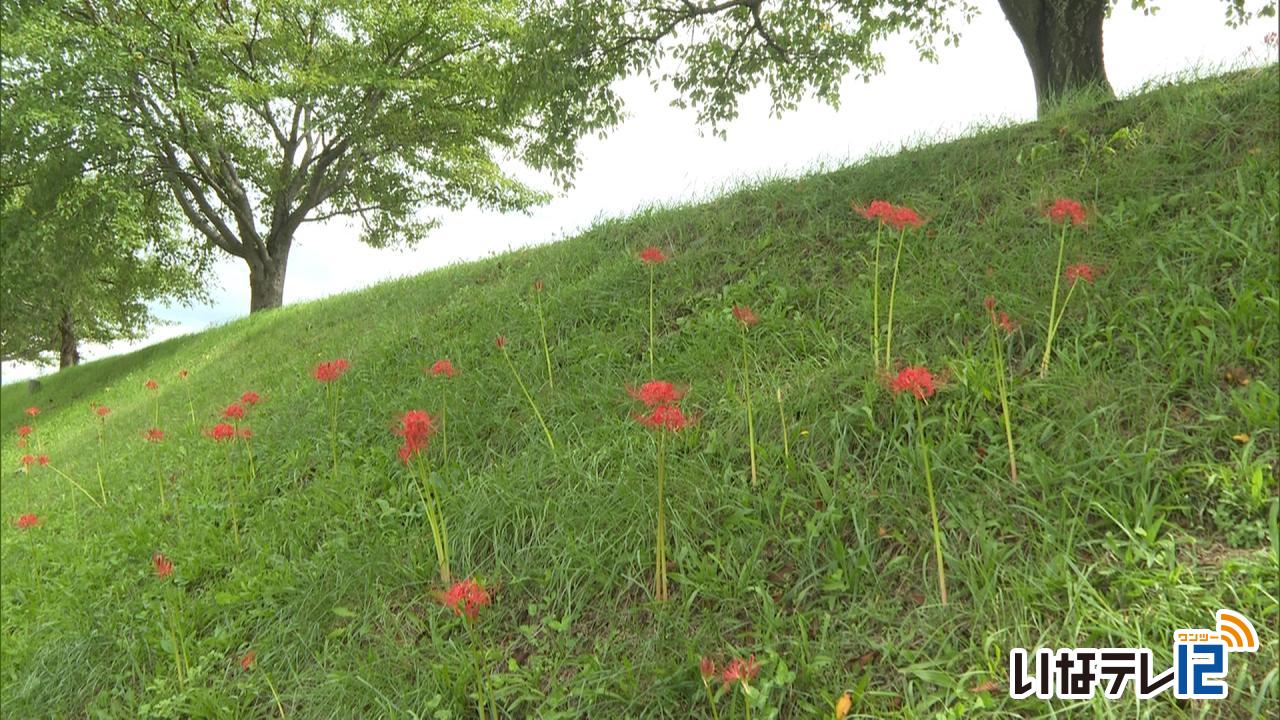 伊那市美篶　三峰川堤防の彼岸花が見ごろ