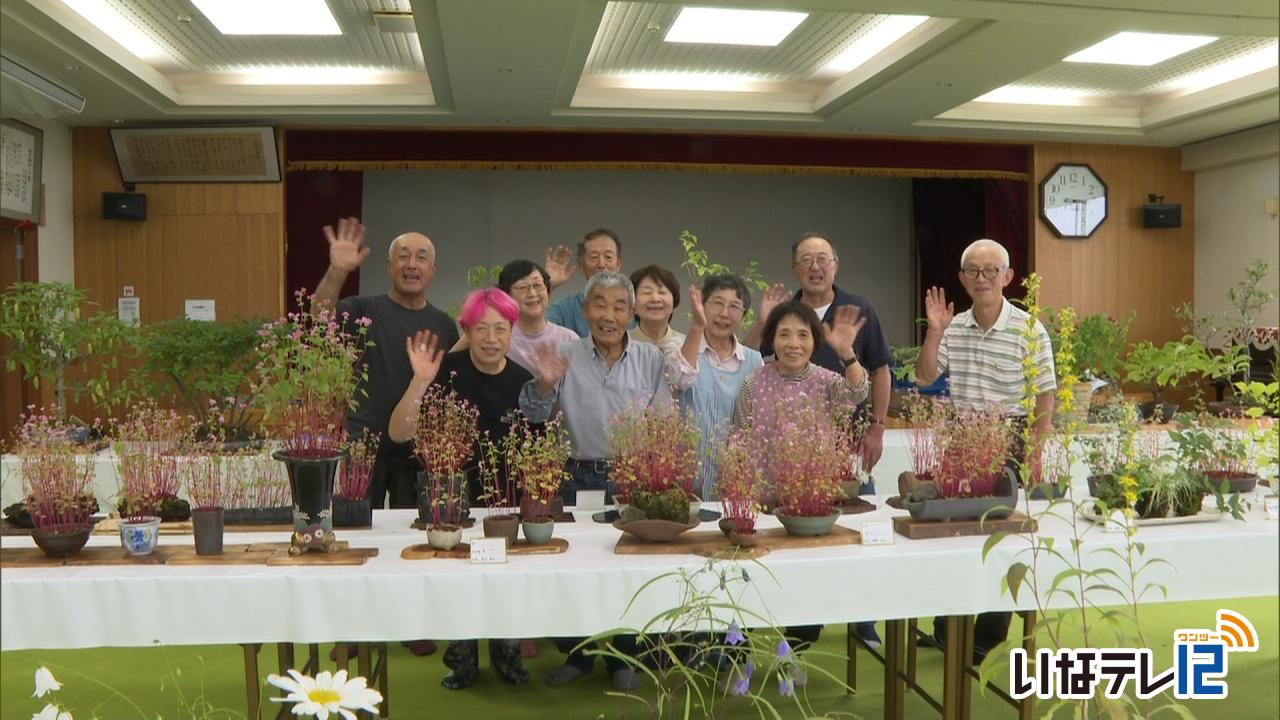 秋の山野草展示会　２７日まで