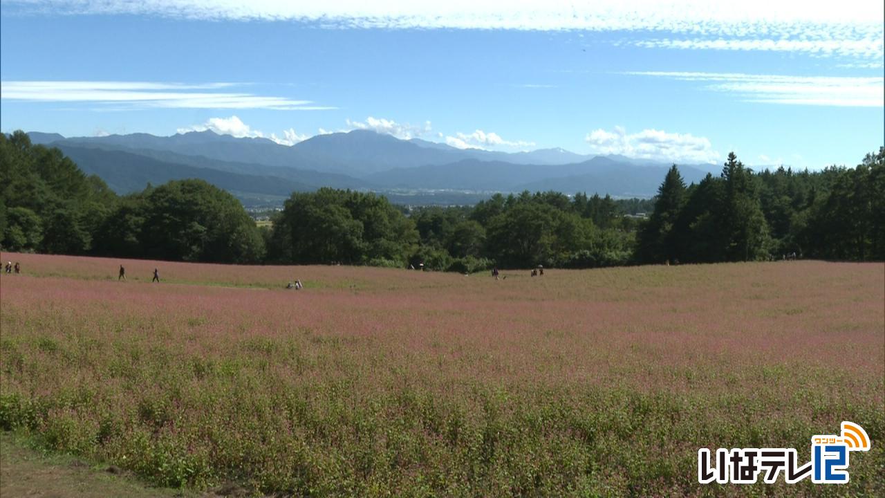 赤そばの里　高嶺ルビー見頃