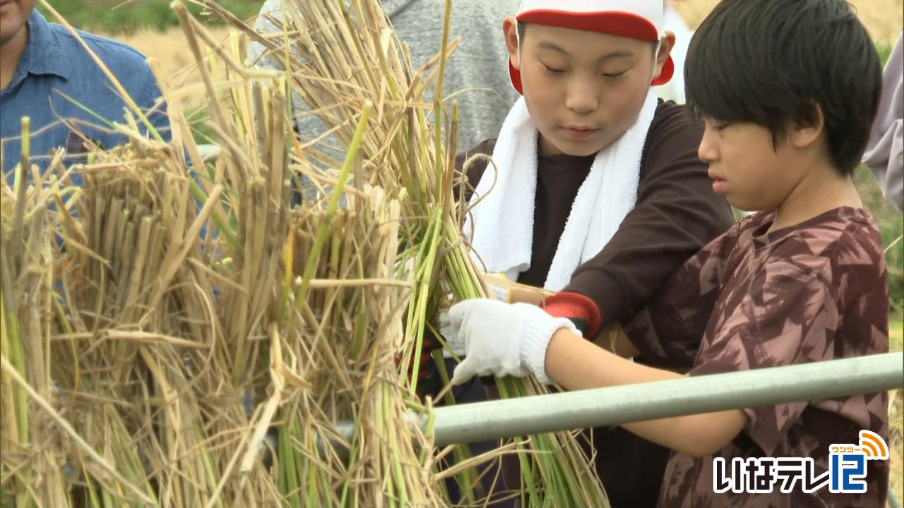 箕輪北小5年生　稲刈り