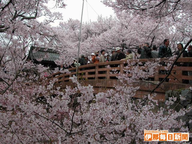 天下第一の桜満開　高遠城址公園