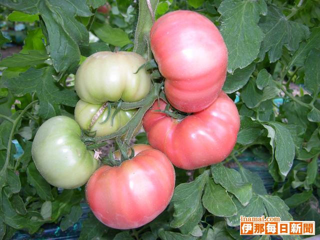 トマト色づき収穫始まる