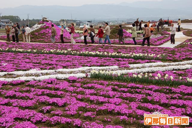 芝桜「花富士」の見ごろは5月10日