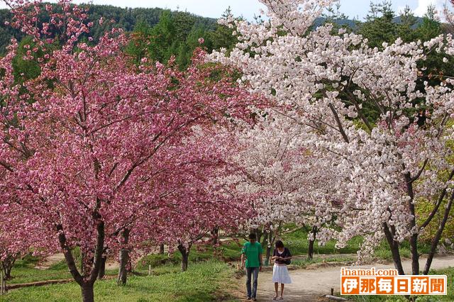 花の丘公園の桜が見ごろ