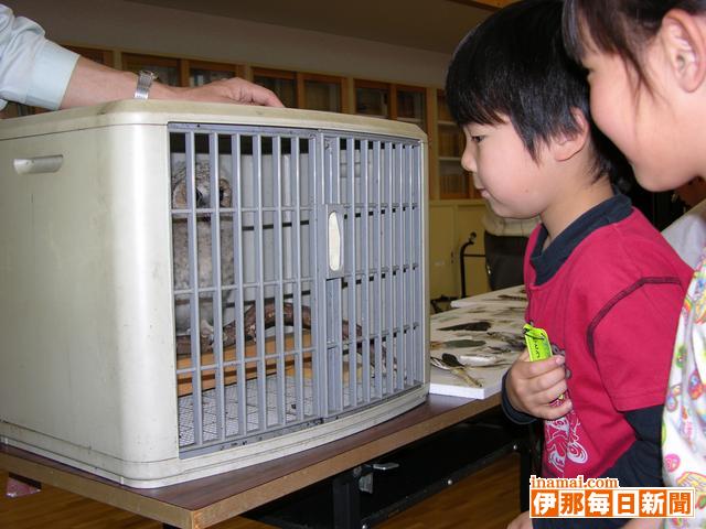 フクロウさんと友達に、宮田小1年の野鳥教室