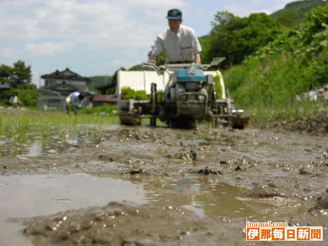 三峰総　美和ダム堆積土を混ぜた水田で試験栽培