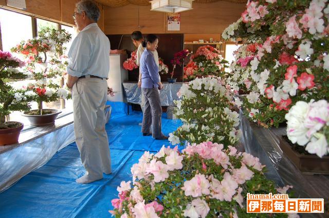 富県でサツキの盆栽展