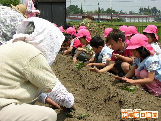 宮田村東保育園児がサツマイモの苗植え