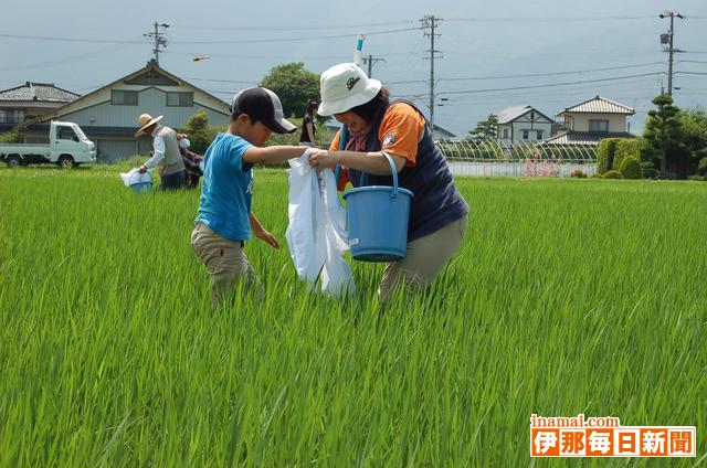 JA上伊那、減農薬米の田んぼで生活クラブ神奈川と生き物調